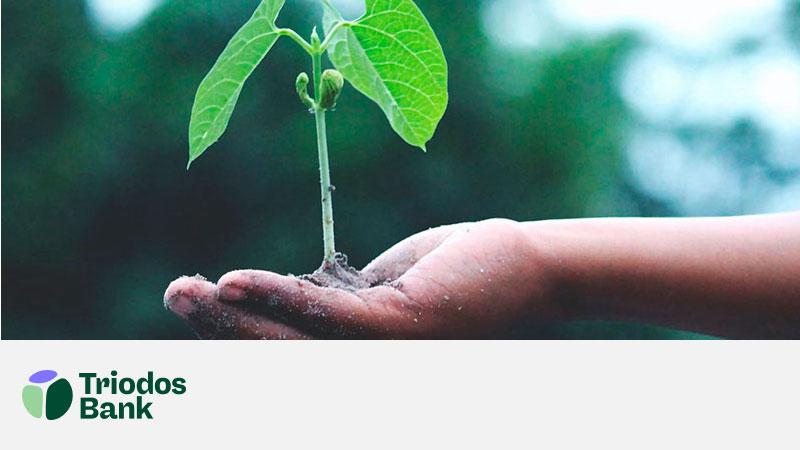 Hand holding a small plant growing from soil.